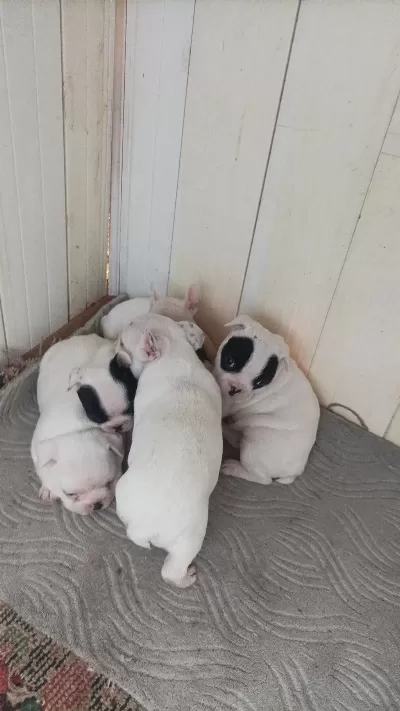 Teslime Hazir French Bulldog Yavrulari