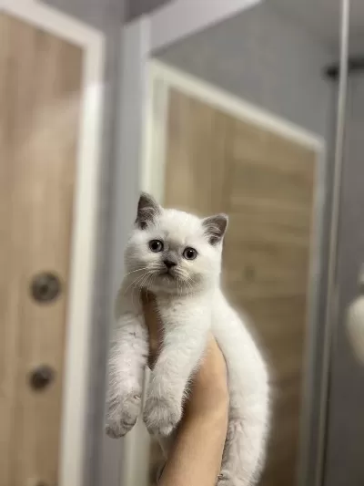 British Shorthair Blue Point Yavrularim