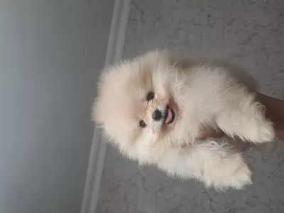 Minik Panda Dişi Ve Erkek Köpekler