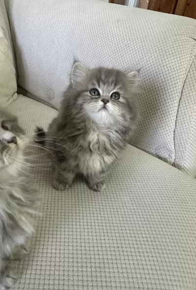 50 Günlük Şecereli British Longhair Dişi