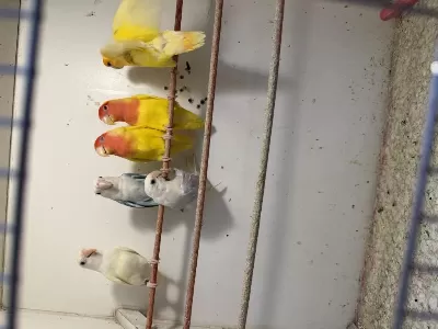 Ele Kola Aliştirmalik Sevda Papağani Yavrulari