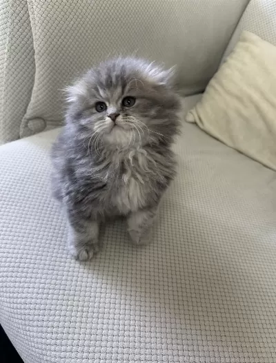 Şecereli 50 Günlük British Longhair