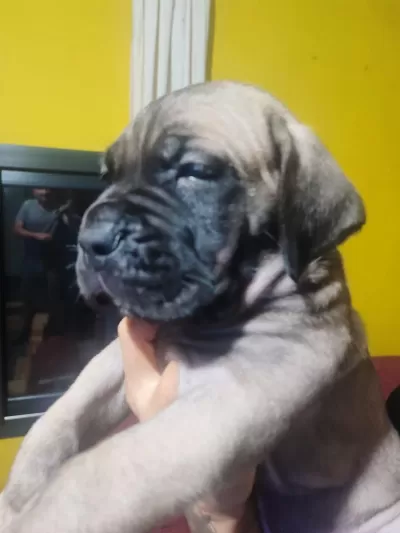 Safkan İtalyan Fawn Dişi Cane Corso