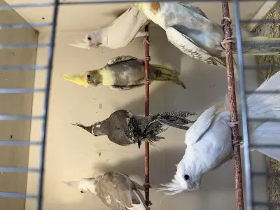 Ele Kola Aliştirmalik Sultan Papağani Yavrulari