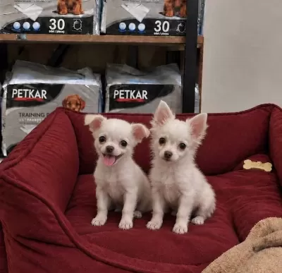 A Kalite Chihuahua Bebekler