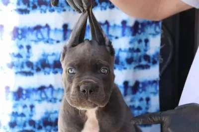 Fci-kif Secereli Safkan Cane Corso Yavru Köpeği