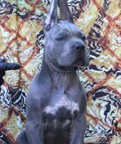 Fci-kif Secereli Safkan Cane Corso Yavrular