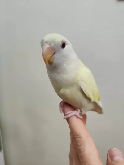 Oyun Hamuru Cremino Sevda Papağanı