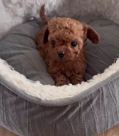 Minik Toy Poodle Bebek