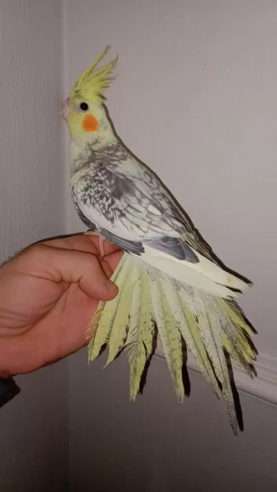 Full Evcil Pied Konuşan Sultan Papağanı