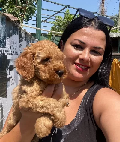 Saf Irk Orijinal Toy Poodle Yavrularımız