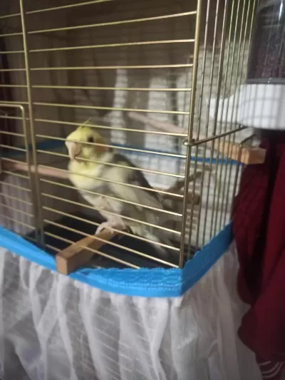 Acil Satılık Sultan Papağanı