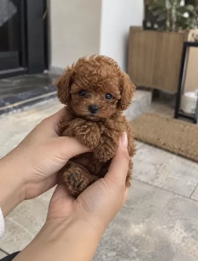 Siradan Değil, Gerçekten Özel Poodle Yavrulari