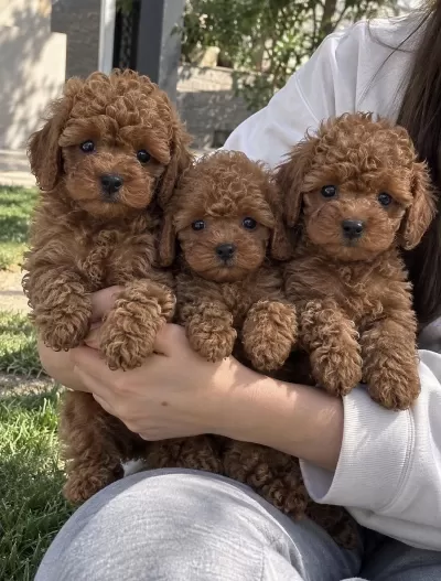 Poodle’da Kaliteyi İlk Bakişta Fark Edin