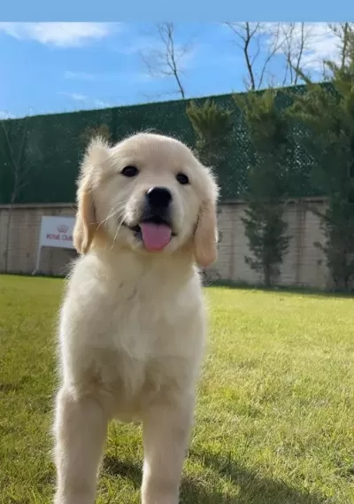 Golden Retriever Yavruları Sizleri Bekliyor