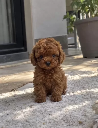 Aradiğiniz Poodle Yavrusu Burada