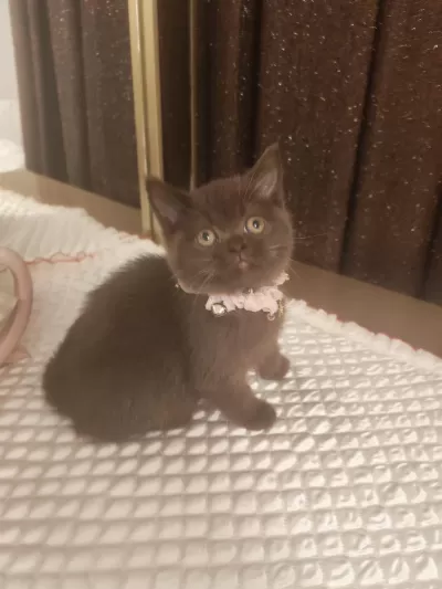 Çikolata British Shorthair