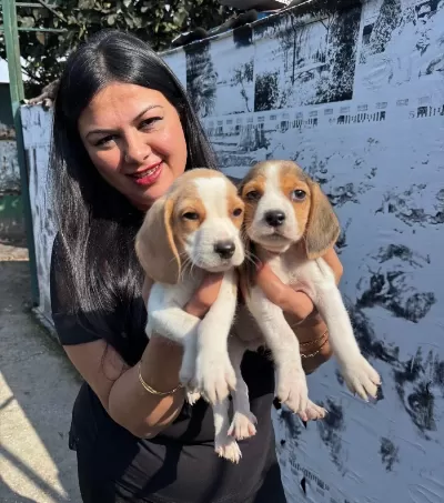 Sağlık Ve Irk Garantili Beagle Yavrularım