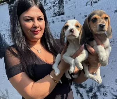 Safkan Elizabet Beagle Yavrularım