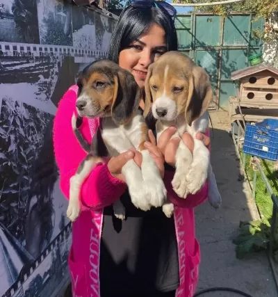 Safkan Beagle Yavrularim