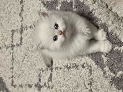 British Longhair Yavrular