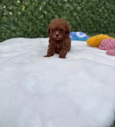 Veteriner Kontrollü Çok Özel Toypoodle Yavrularimiz