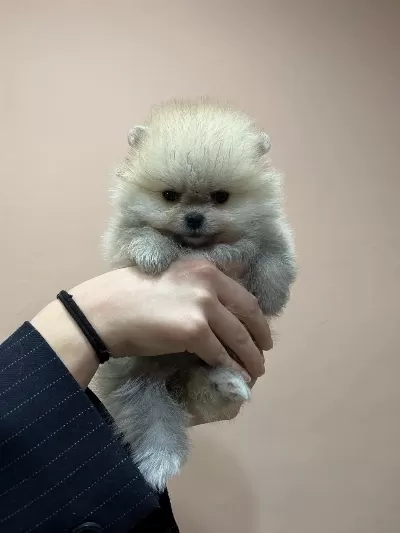 Çok Özel Safkan Teddy Face Tea Cup Pomeranian