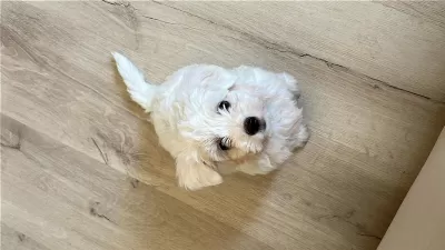 Köpeğimize İyi Bir Yuva Arıyoruz