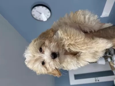 Sağlıklı 3.5 Aylık Maltipoo