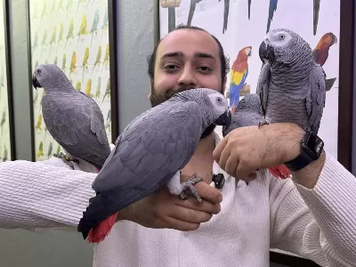 Full Evcil Üst Düzey Konuşan Jako Papağanlarimiz