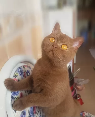 British Shorthair Cinamon