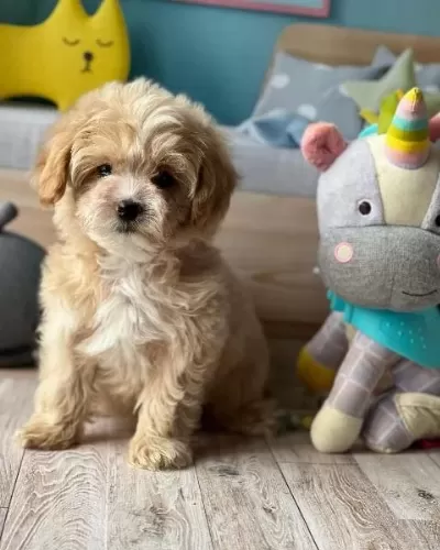 F2 Maltipoo Yavrulari