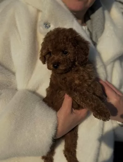 Toy Poodle Yavrularımız