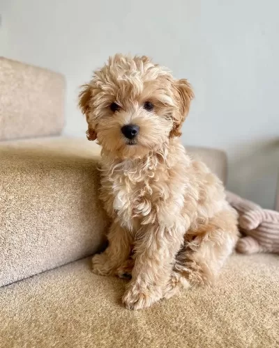 Maltipoo Yavrularımız