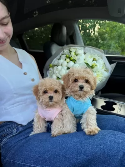 Maltipoo Yavrularımız