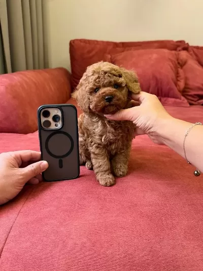 Sağlıklı Toy Poodle Son Dişi