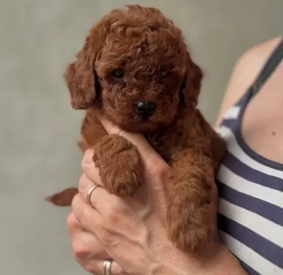 Red Browne Toy Poodle Bebekleri̇mi̇z