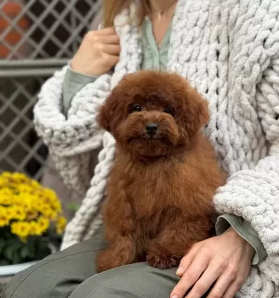 Sevi̇mli̇ Toy Poodle Yavrumuz