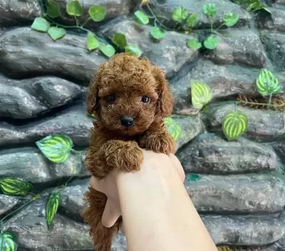 Kore Poodle Koyu Kahve Bebekler