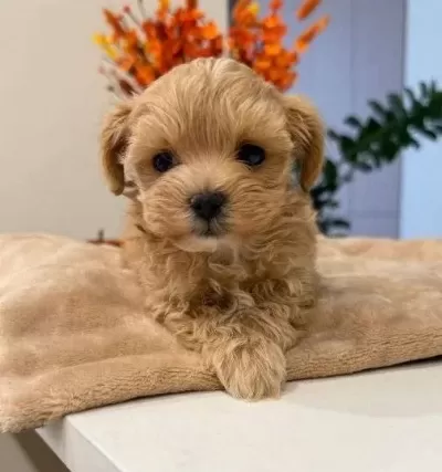 Kahve Tonlu Malti Poo Ci Nsi Yavrular
