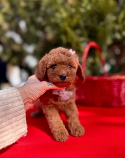 Safkan Toy Poodle Bebekler