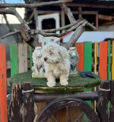 Terrier Yavrularımız