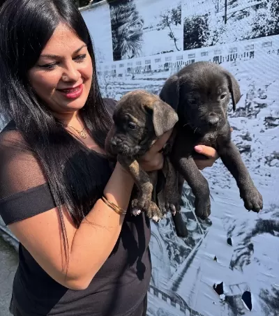 Safkan Irk Garantili Canecorso Yavrularım