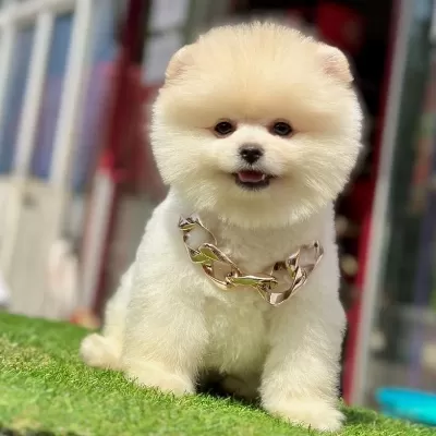 Sevimli Pomeranian Boo Yavrularımız
