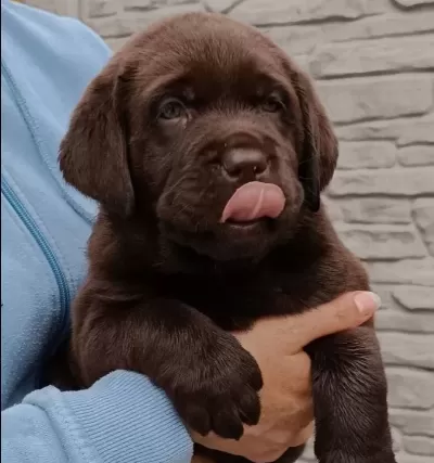 Labrador Retriever Yavruları Sizleri Bekliyor