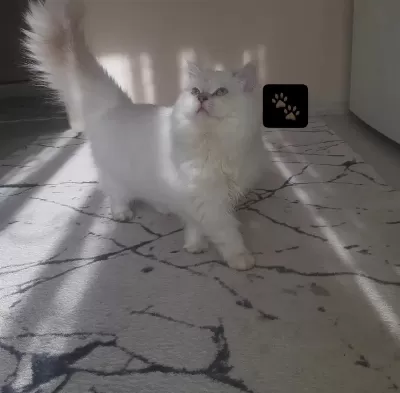 Beyaz Prenses Kedimiz