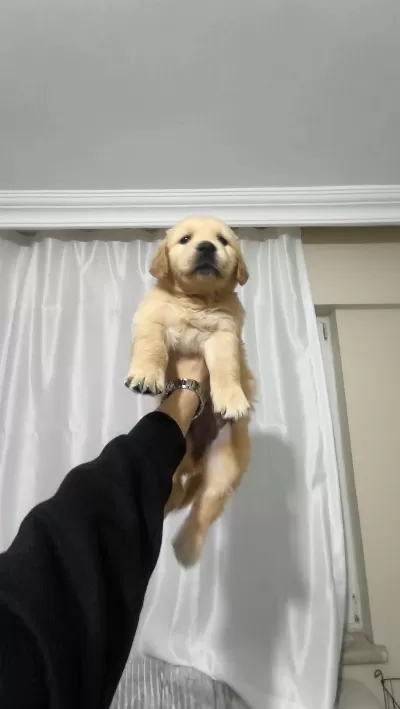 43 Günlük Golden Retriever