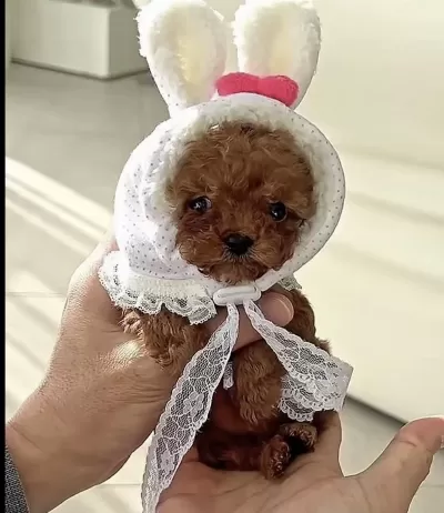 Toy Poodle Köpeğimiz