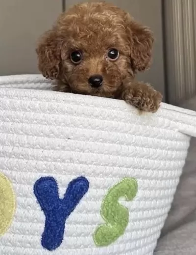 Harika Toy Poodle Sağlikli