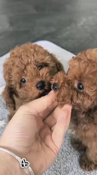 Harika Toy Poodle Bakimli